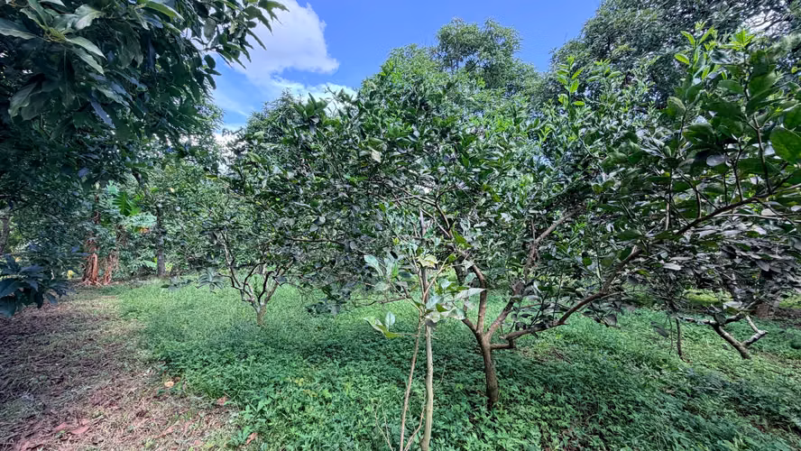  VENDO FINCA FRUTAL DE MÁS DE 1 MANZANA | A 2 KM DE SAN MARCOS, CARAZO - Imagen 14