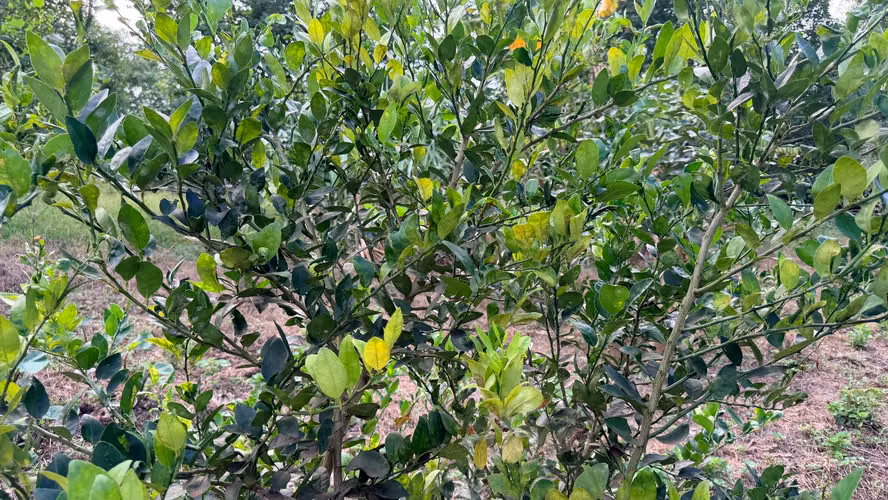  VENDO FINCA FRUTAL DE MÁS DE 1 MANZANA | A 2 KM DE SAN MARCOS, CARAZO - Imagen 4