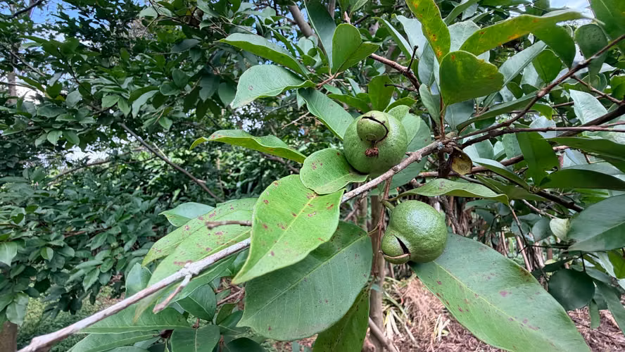  VENDO FINCA FRUTAL DE MÁS DE 1 MANZANA | A 2 KM DE SAN MARCOS, CARAZO - Imagen 9