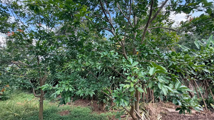  VENDO FINCA FRUTAL DE MÁS DE 1 MANZANA | A 2 KM DE SAN MARCOS, CARAZO - Imagen 17