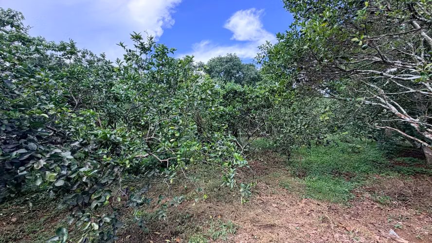  VENDO FINCA FRUTAL DE MÁS DE 1 MANZANA | A 2 KM DE SAN MARCOS, CARAZO - Imagen 15