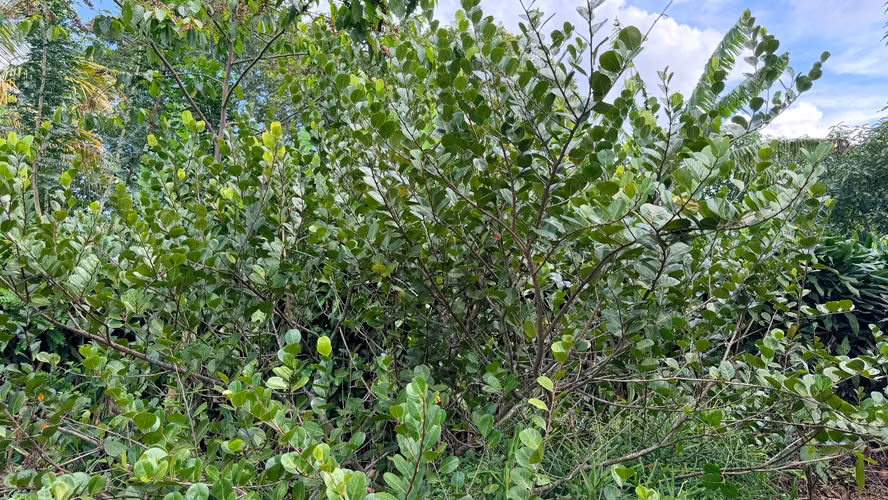  VENDO FINCA FRUTAL DE MÁS DE 1 MANZANA | A 2 KM DE SAN MARCOS, CARAZO - Imagen 18