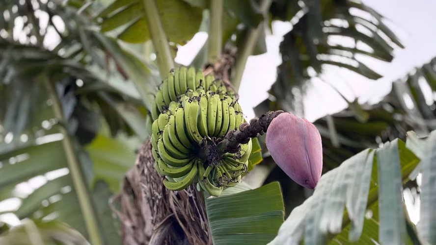  VENDO FINCA FRUTAL DE MÁS DE 1 MANZANA | A 2 KM DE SAN MARCOS, CARAZO - Imagen 6