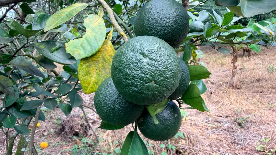  VENDO FINCA FRUTAL DE MÁS DE 1 MANZANA | A 2 KM DE SAN MARCOS, CARAZO - Imagen 8