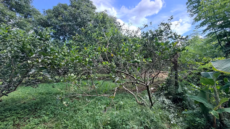  VENDO FINCA FRUTAL DE MÁS DE 1 MANZANA | A 2 KM DE SAN MARCOS, CARAZO - Imagen 13