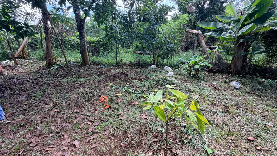  VENDO FINCA FRUTAL DE MÁS DE 1 MANZANA | A 2 KM DE SAN MARCOS, CARAZO - Imagen 12