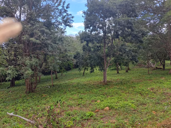Prime Lots for Sale in TreeCasa Resort, San Juan del Sur, Nicaragua - Imagen 7