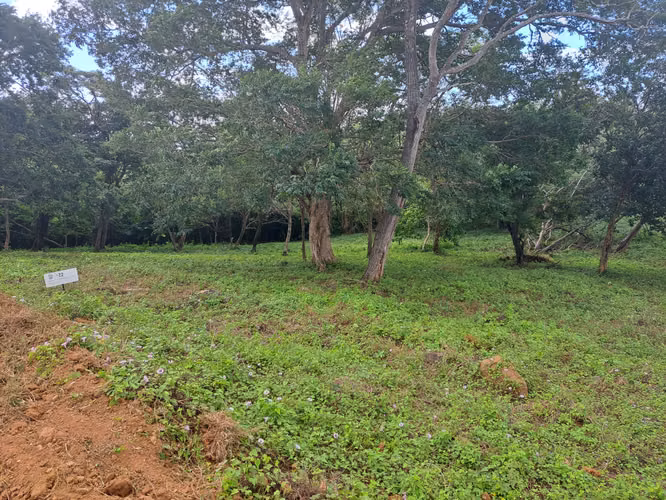 Prime Lots for Sale in TreeCasa Resort, San Juan del Sur, Nicaragua - Imagen 8