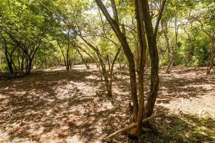 Vista San Martin 4   Ocean View Lot for Sale in Popoyo - Imagen 4