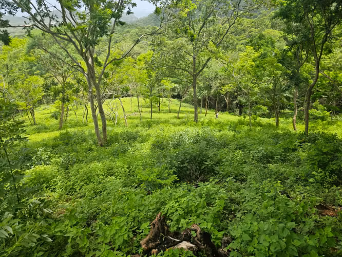 Tesoros ,Coastal Land for Sale with Stunning Views Near San Juan del Sur - Imagen 8