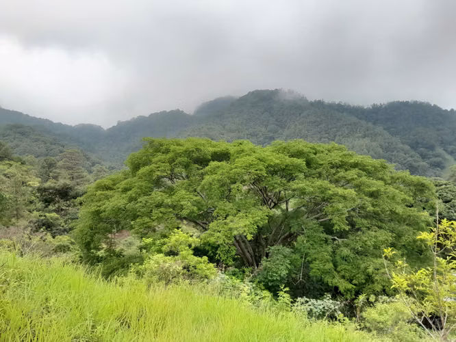 Spectacular Mountain Estate with Coffee Farm, Water Sources   Panoramic Views - Imagen 11
