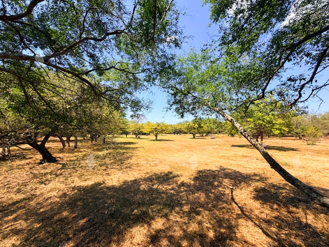 Coastal Farm with Strong Development Potential in Jiquilillo, 6 Manzanas Steps from the Beach - Imagen 9