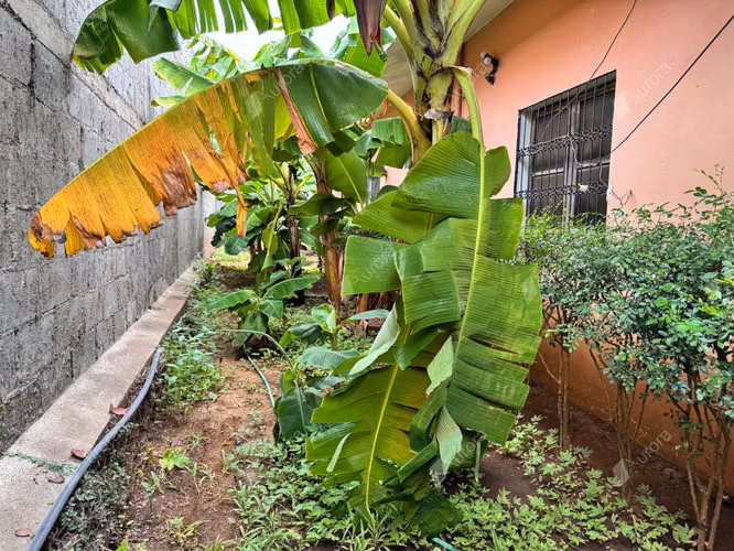 Spacious Family Home with Lush Courtyard   Double Lot in Reparto G nesis Le n