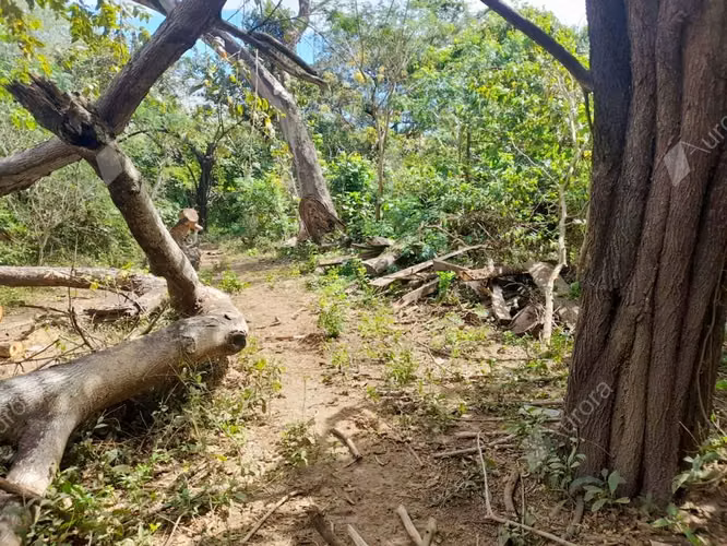 99 acre farm on the road to Poneloya - Imagen 9