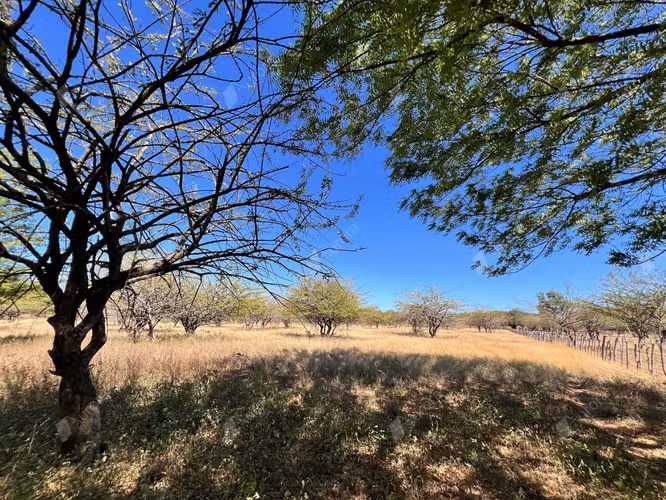 Farm with Fruit Trees, House, and Easy Access between Leon City and Poneloya Las Pe itas Beach - Imagen 5