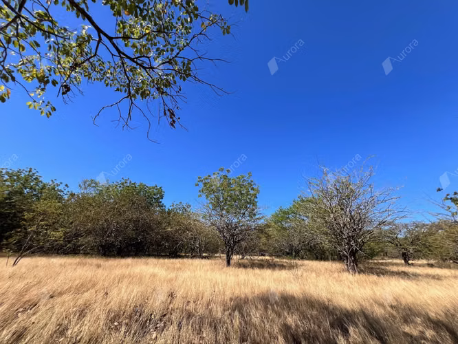 Farm with Fruit Trees, House, and Easy Access between Leon City and Poneloya Las Pe itas Beach - Imagen 17