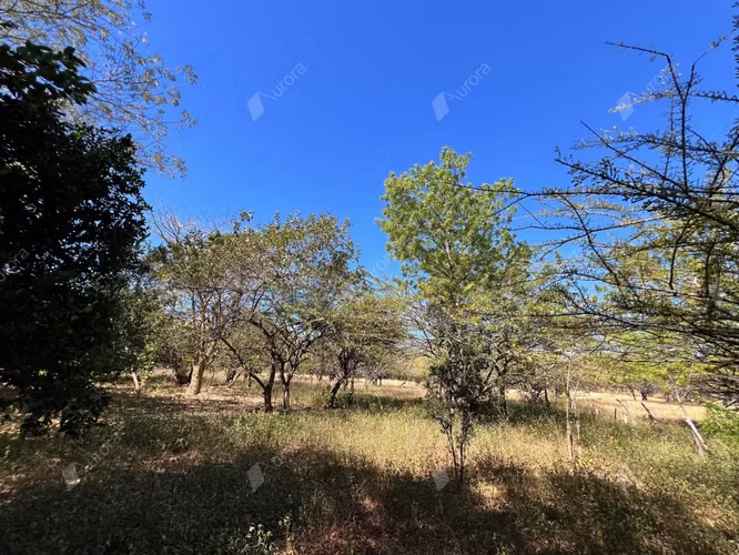 Farm with Fruit Trees, House, and Easy Access between Leon City and Poneloya Las Pe itas Beach - Imagen 7