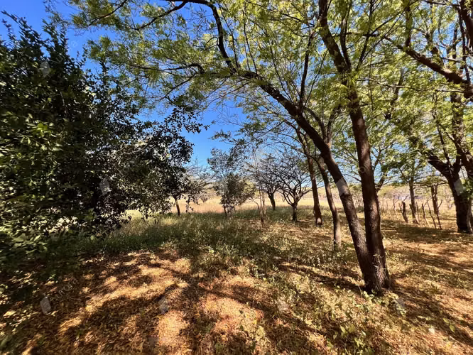 Farm with Fruit Trees, House, and Easy Access between Leon City and Poneloya Las Pe itas Beach - Imagen 8