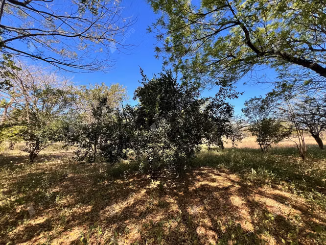 Farm with Fruit Trees, House, and Easy Access between Leon City and Poneloya Las Pe itas Beach - Imagen 9
