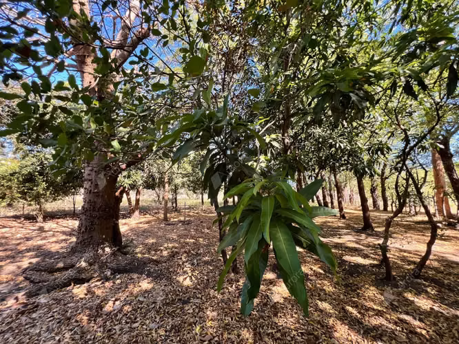 Farm with Fruit Trees, House, and Easy Access between Leon City and Poneloya Las Pe itas Beach - Imagen 13