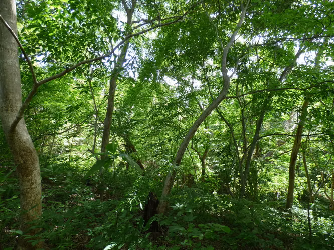 Al 2148 19 Acres with Ocean Views to Nahualapa Bay - Imagen 4