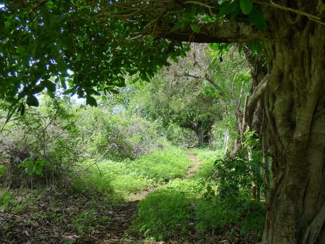 Al 2148 19 Acres with Ocean Views to Nahualapa Bay - Imagen 3