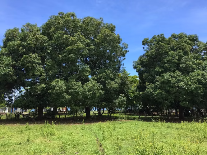 Al 2147 Lush 1.75 Acres with Ocean View - Imagen 4
