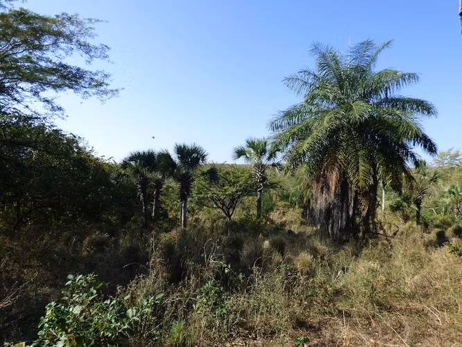 Al 2034 Land of Opportunity in Nahualapa - Imagen 6
