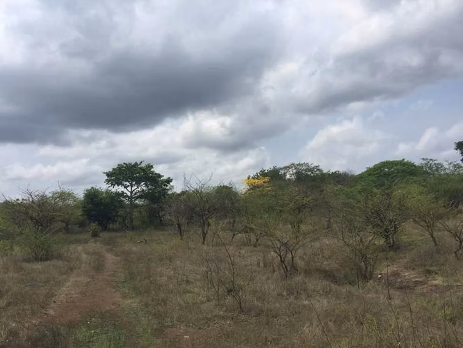 AL  acres ready to be developed - Imagen 2