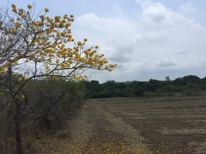 AL  acres ready to be developed - Imagen 10