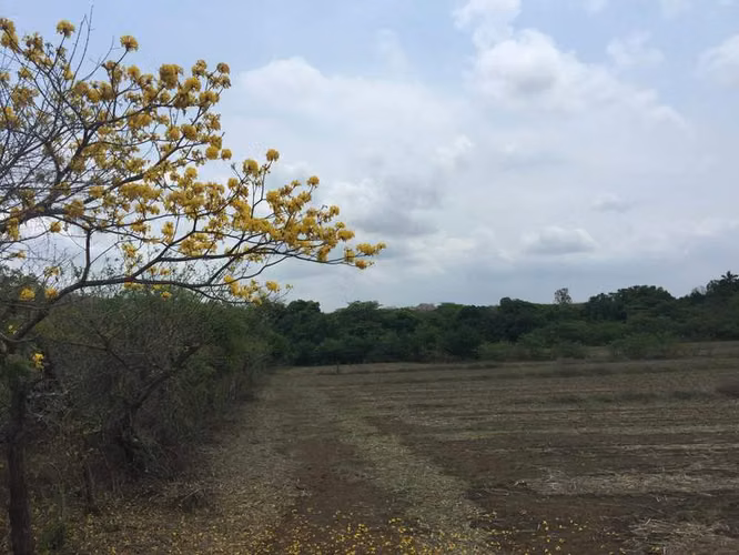AL  acres ready to be developed - Imagen 9