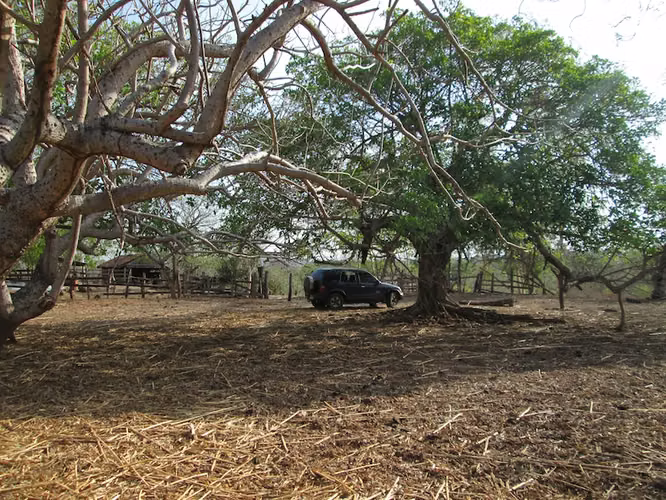AL 1187  480.24 Acre just 4 miles from Transito Beach - Imagen 4