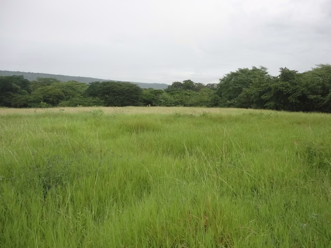 AL 1187  480.24 Acre just 4 miles from Transito Beach - Imagen 1