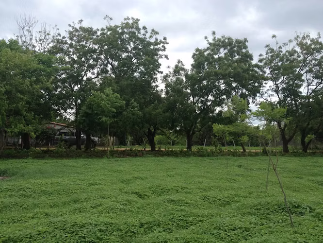 AL 989 One acre lots walking distance to great surf - Imagen 1