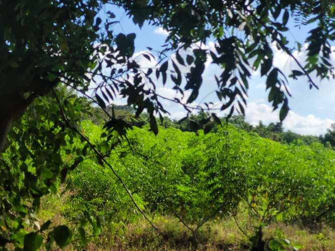 Terreno en Venta - KM 14 Carretera a Masaya - Imagen 4