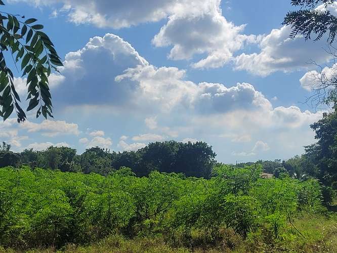 Terreno en Venta - KM 14 Carretera a Masaya - Imagen 2