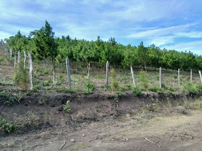 Se vende terreno de 1/4 de manzana (1,750 m²) en zona de clima fresco y excelente vista - Imagen 7