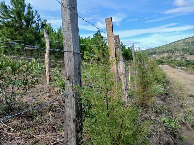 Se vende terreno de 1/4 de manzana (1,750 m²) en zona de clima fresco y excelente vista - Imagen 5