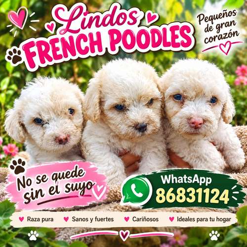 French pudles