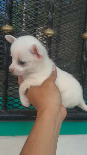 Ventas chihuahuas  - Imagen 2