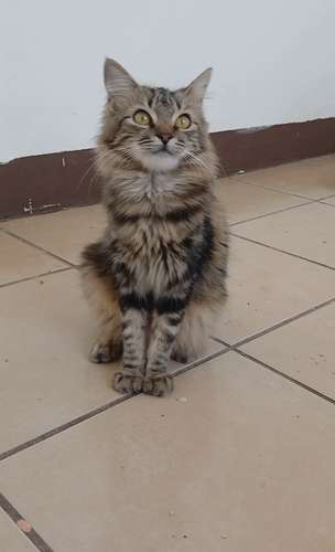 Única gatito disponible raza siberiano cruzada con angora turco - Imagen 2