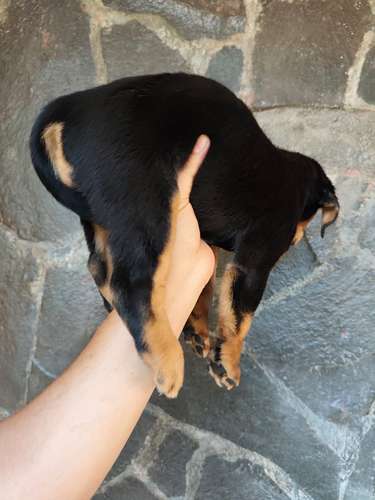 Rottweiler hembra, 7 semanas 