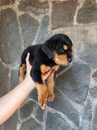 Rottweiler hembra, 7 semanas 