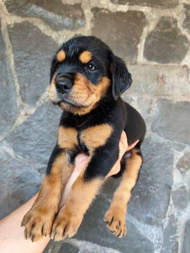Rottweiler hembra, 7 semanas 