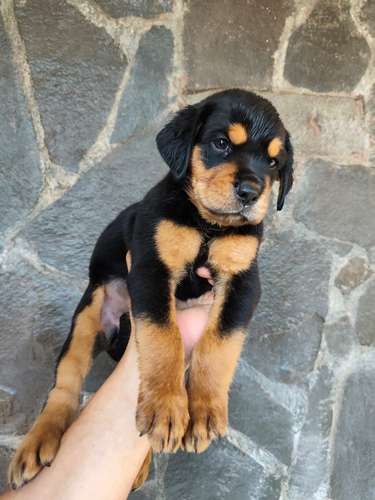 Rottweiler hembra, 7 semanas 