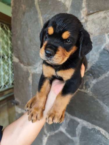 Rottweiler hembra, 7 semanas 