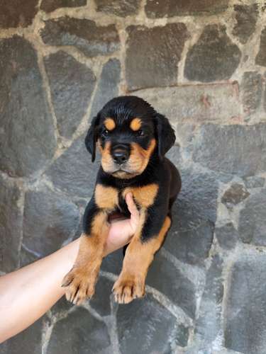 Rottweiler hembra, 7 semanas 