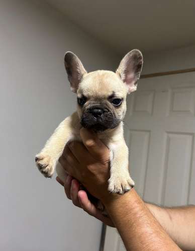 French Bulldog