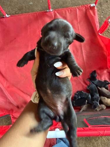 Perrita salchicha hembra  - Imagen 3