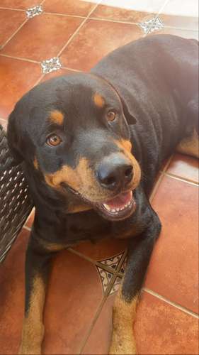 Busco novia para ROTTWEILER raza PURA macho